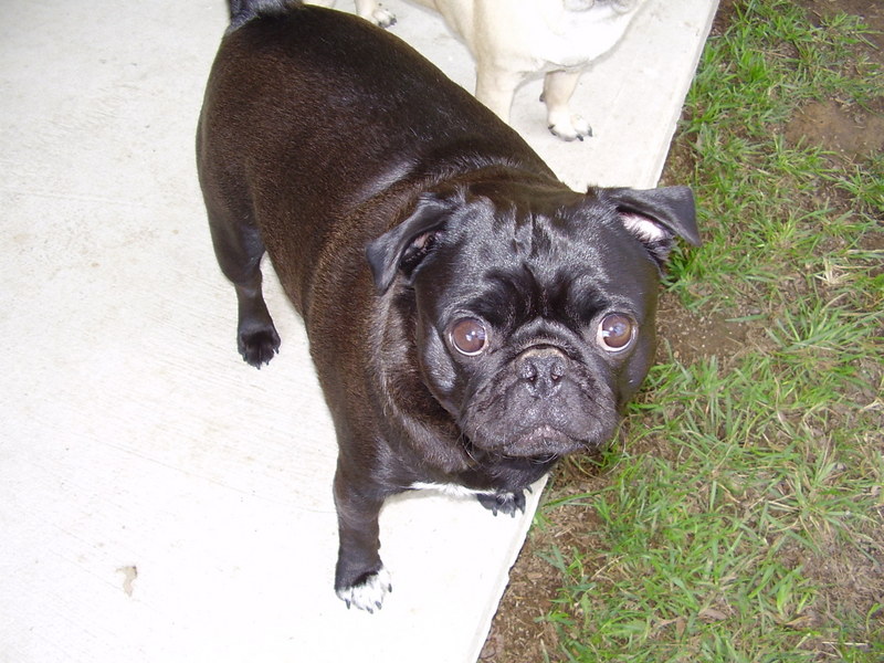 The Tenacious Pug; DISPLAY FULL IMAGE.