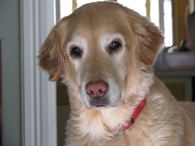 My Dog; DISPLAY FULL IMAGE.