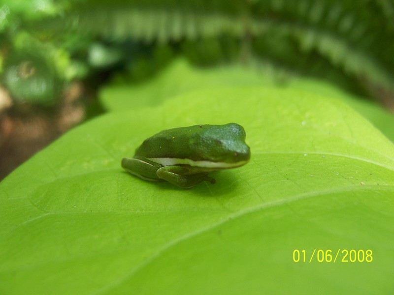 One eyed frog; DISPLAY FULL IMAGE.