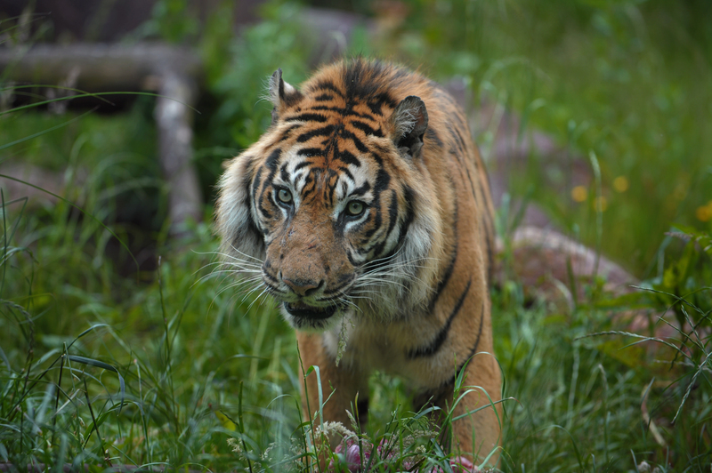 Tiger; DISPLAY FULL IMAGE.