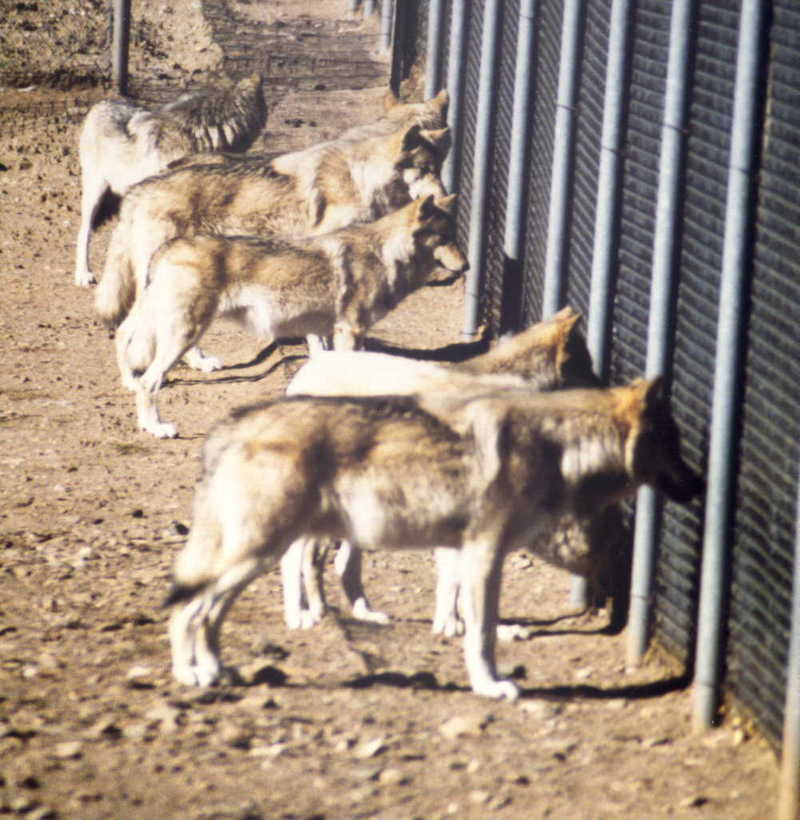 el lobos; DISPLAY FULL IMAGE.