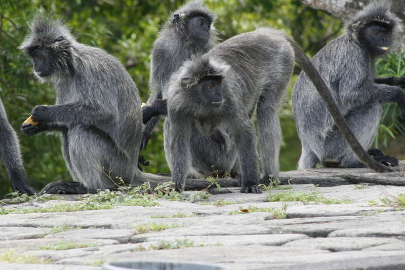 silvered leaf monkey (Presbytis cristata); DISPLAY FULL IMAGE.