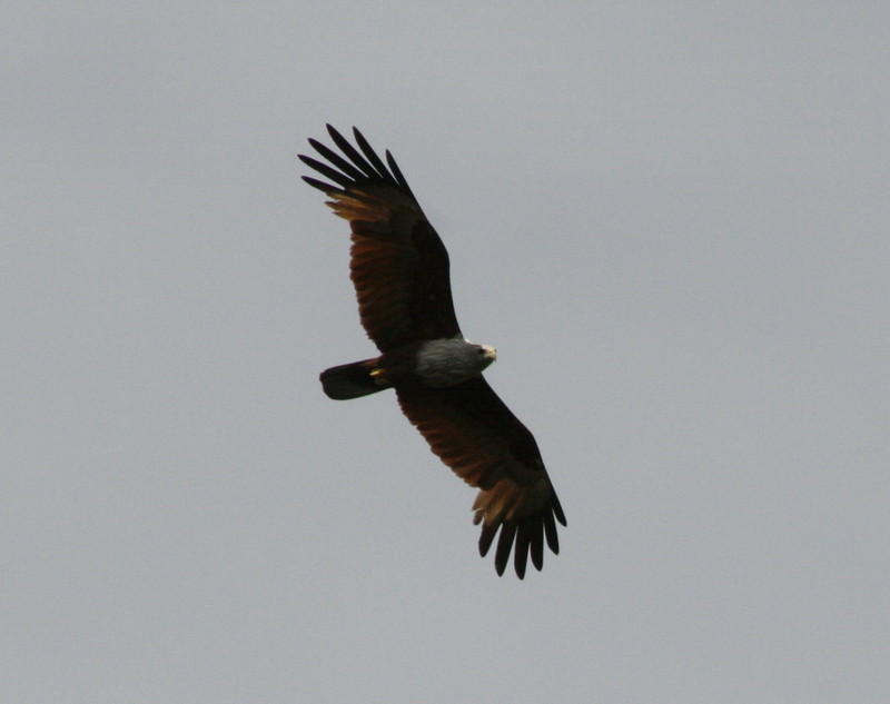 Brahminy Kite (Haliastur indus); DISPLAY FULL IMAGE.