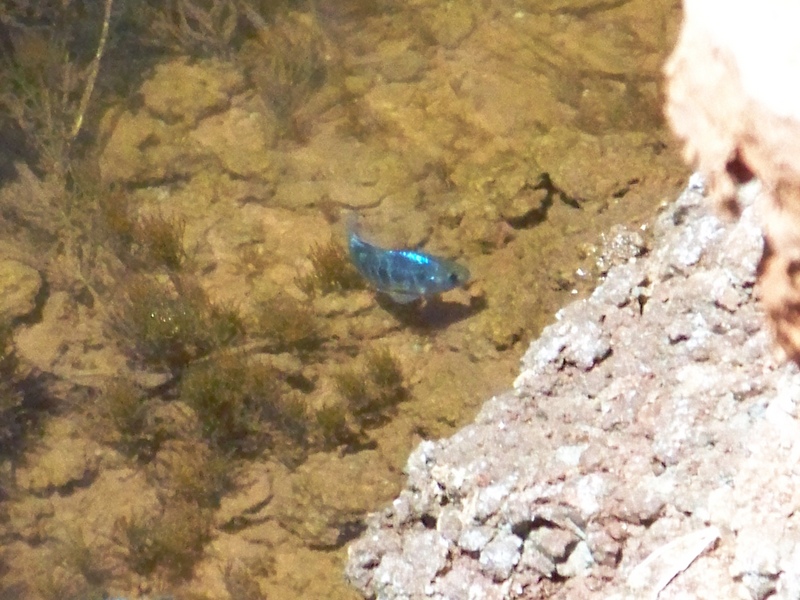 Pecos Pupfish; DISPLAY FULL IMAGE.