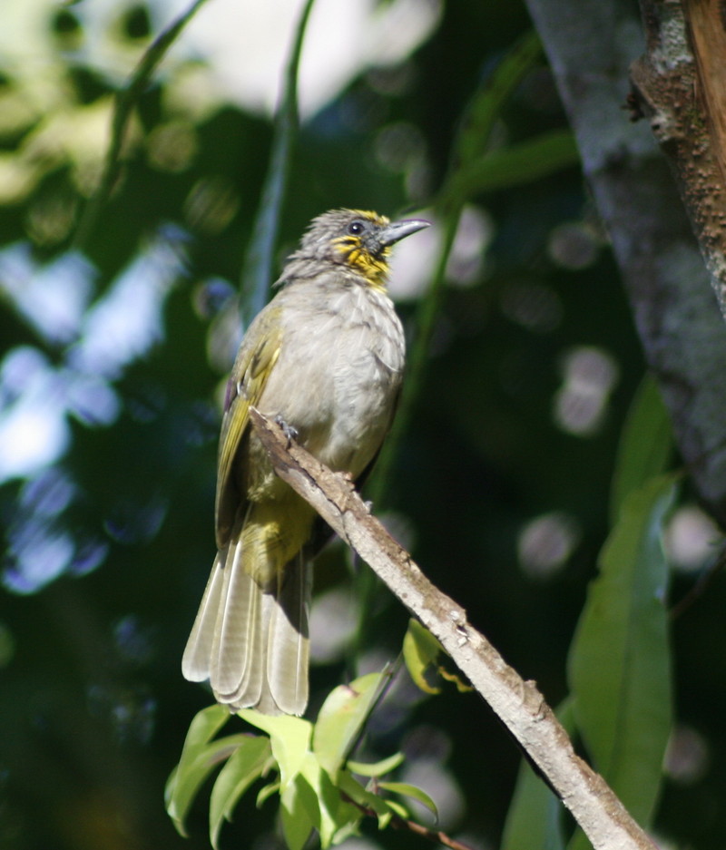 stripe-trhoated bulbul (pycnonotus finlaysoni); DISPLAY FULL IMAGE.