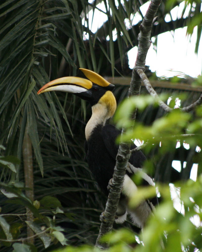 great hornbill (buceros bicornis); DISPLAY FULL IMAGE.