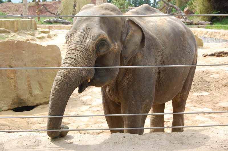 Asiatic elephant; DISPLAY FULL IMAGE.