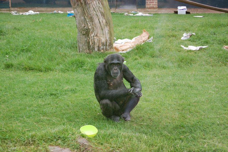 Chimpanzee; DISPLAY FULL IMAGE.