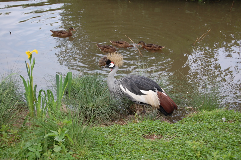 Great Crested Crane; DISPLAY FULL IMAGE.