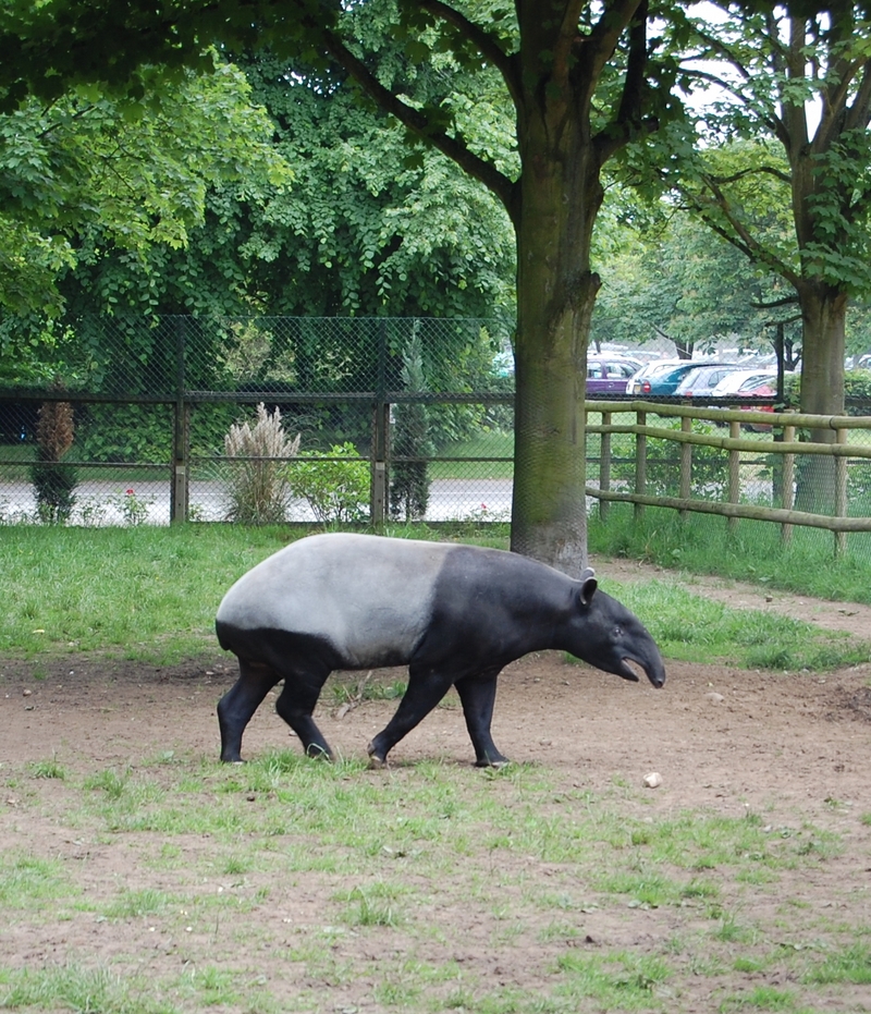 Malayan Tapir; DISPLAY FULL IMAGE.