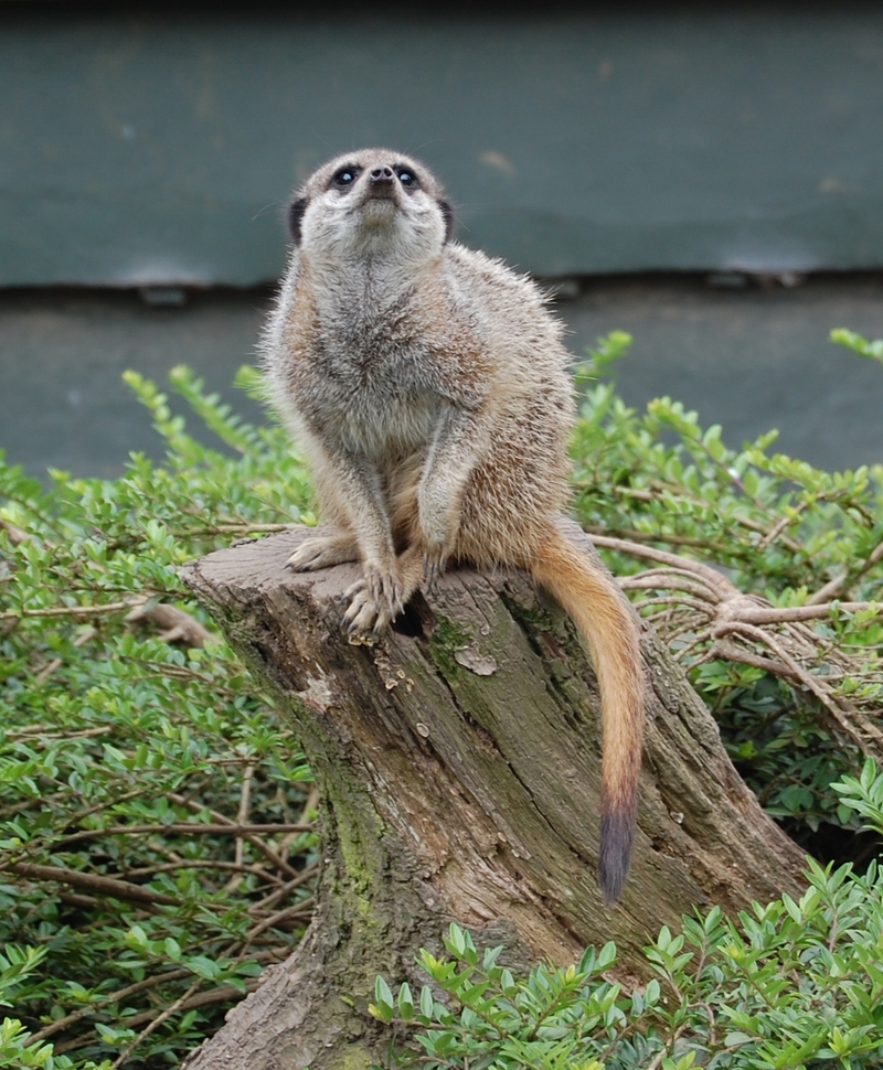 Meerkat; DISPLAY FULL IMAGE.