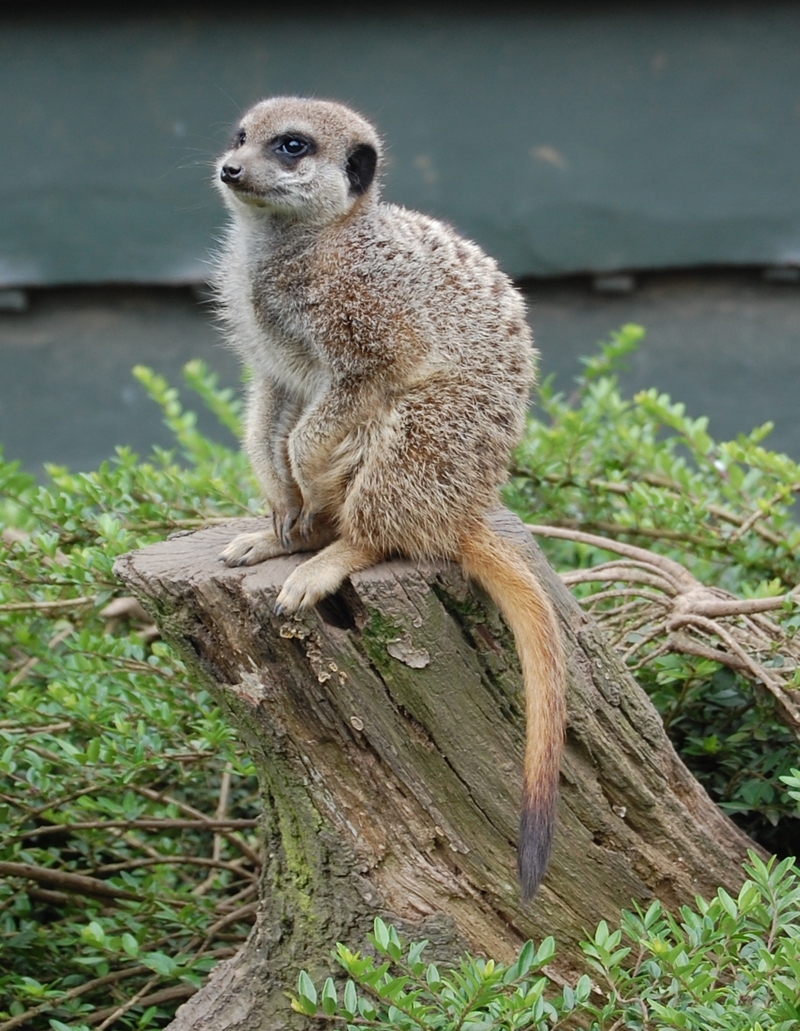 Meerkat; DISPLAY FULL IMAGE.