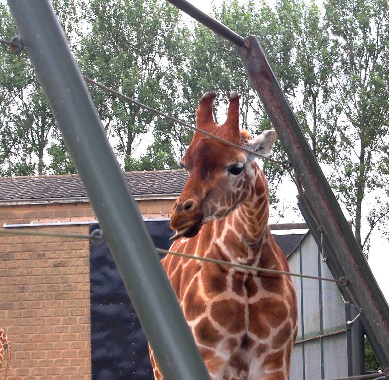 Giraffe - Giraffa camelopardalis; DISPLAY FULL IMAGE.
