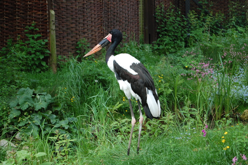 Saddle Billed Stork -- saddle-billed stork (Ephippiorhynchus senegalensis); DISPLAY FULL IMAGE.