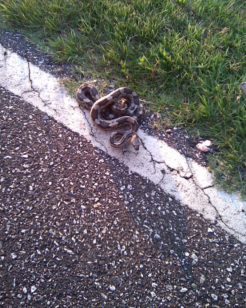 Snake, Alabama/Southeast US; DISPLAY FULL IMAGE.