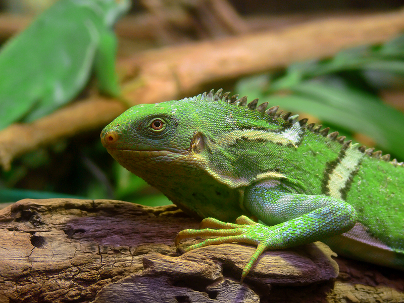 Fiji Crested Iguana (Brachylophus vitiensis) - Wiki; DISPLAY FULL IMAGE.