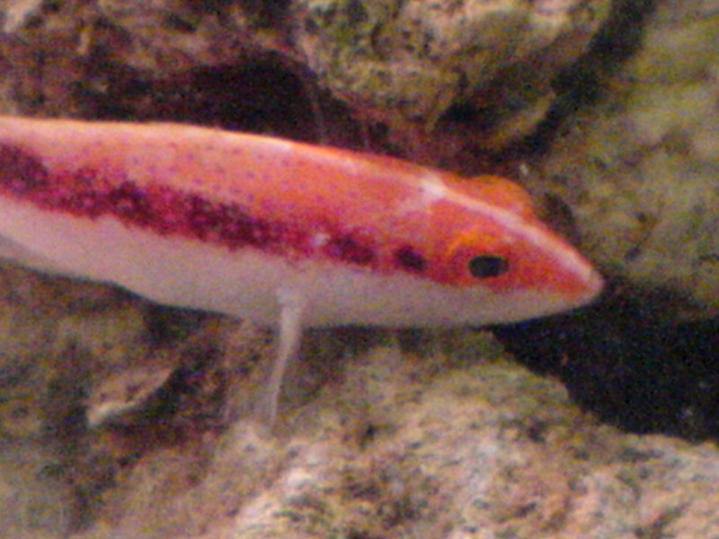 louti grouper; DISPLAY FULL IMAGE.