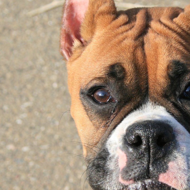 Fawn boxer headshot Ritmo Boxers; DISPLAY FULL IMAGE.