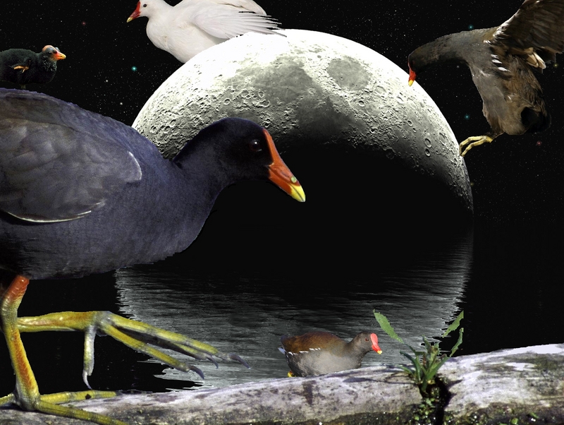 Common Moorhens; DISPLAY FULL IMAGE.