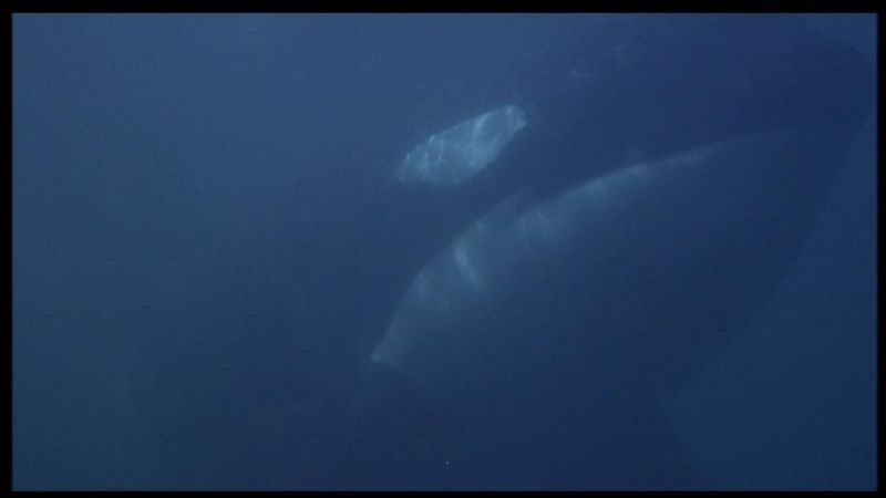 eat your heart out free willy; DISPLAY FULL IMAGE.
