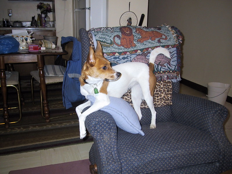 Pictures of My FoxTerrier MiMi; DISPLAY FULL IMAGE.