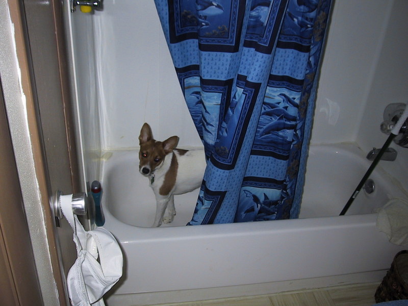 Pictures of My FoxTerrier MiMi; DISPLAY FULL IMAGE.