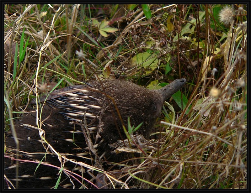 Baby echidna; DISPLAY FULL IMAGE.