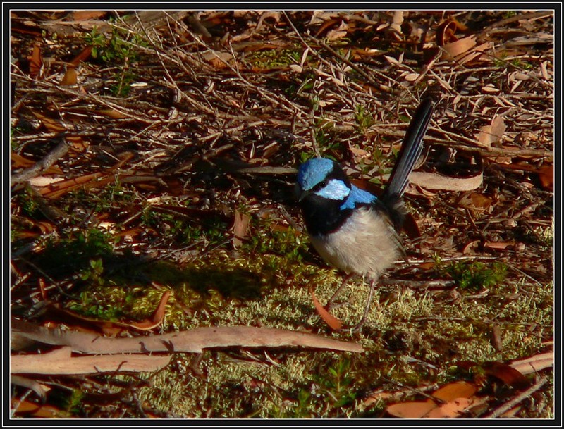 Male fairy wren; DISPLAY FULL IMAGE.