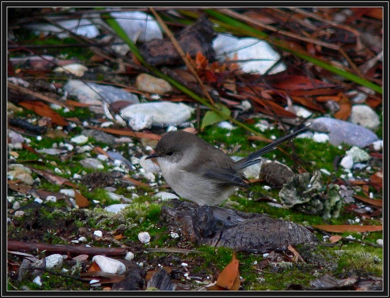 Female fairy wren; DISPLAY FULL IMAGE.