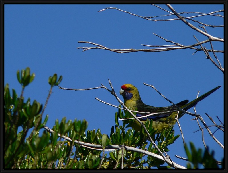 Green rosella; DISPLAY FULL IMAGE.