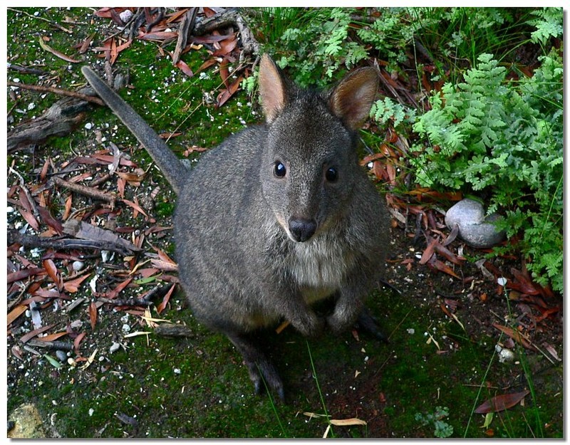 Pademelon 1; DISPLAY FULL IMAGE.