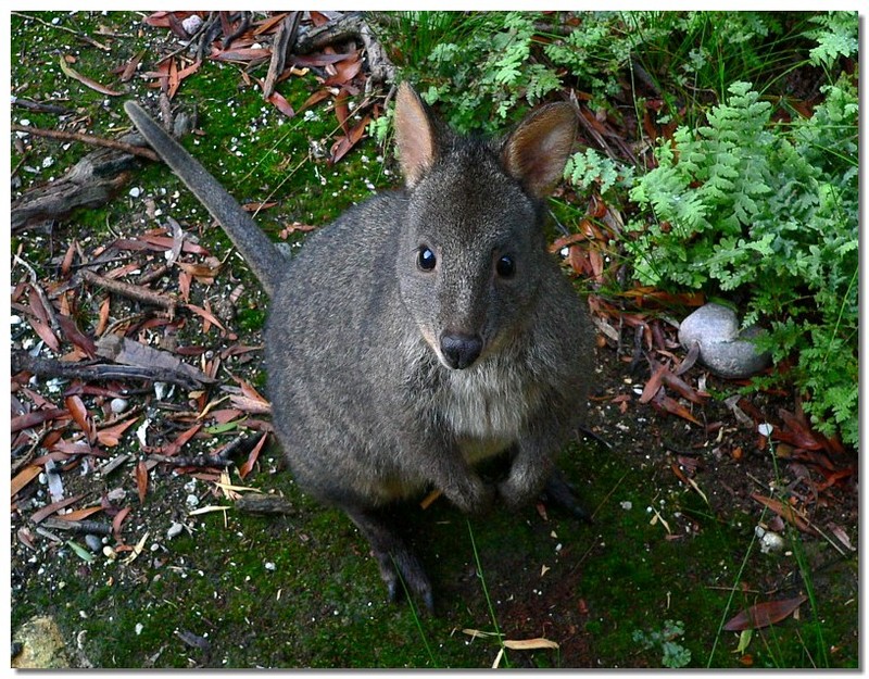 Pademelon 1; DISPLAY FULL IMAGE.