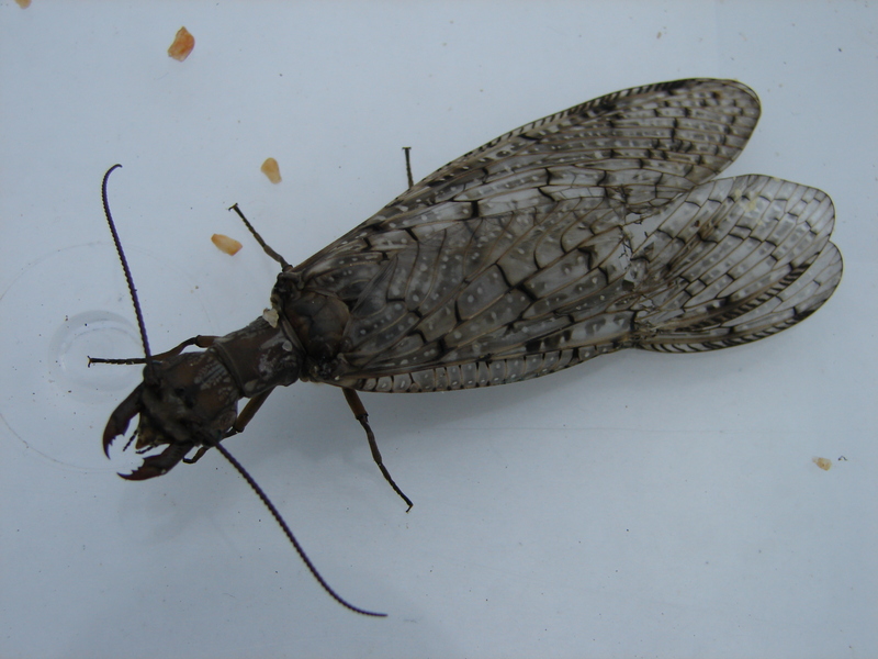 What is this insect?; DISPLAY FULL IMAGE.
