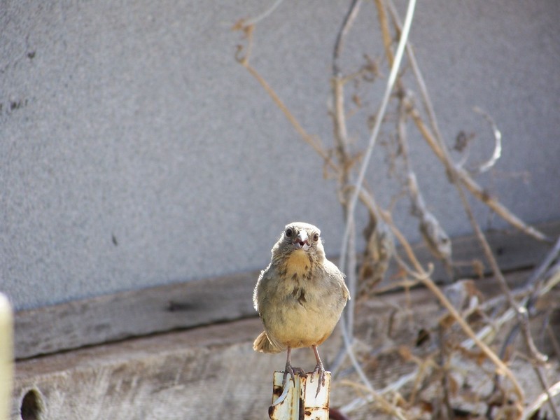 Canyon Towhee , Bisbee  AZ; DISPLAY FULL IMAGE.
