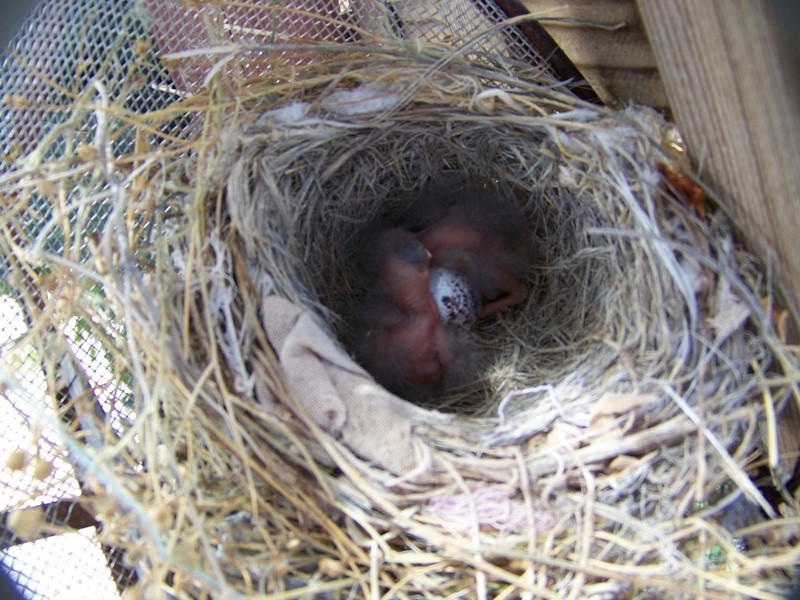 Canyon Towhee ,  Bisbee  AZ; DISPLAY FULL IMAGE.