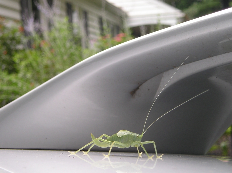 Is this a Katydid?; DISPLAY FULL IMAGE.