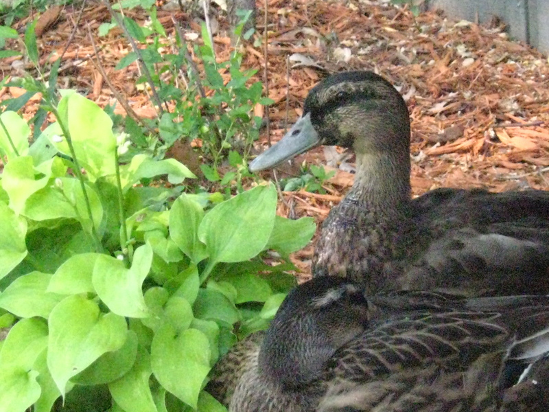 Mallard ducks sleeping and cuddling; DISPLAY FULL IMAGE.