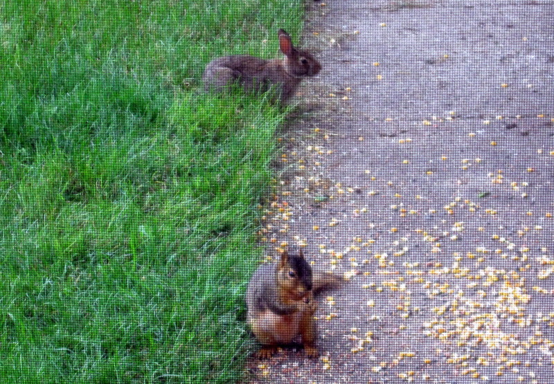Front Yard Wildlife; DISPLAY FULL IMAGE.