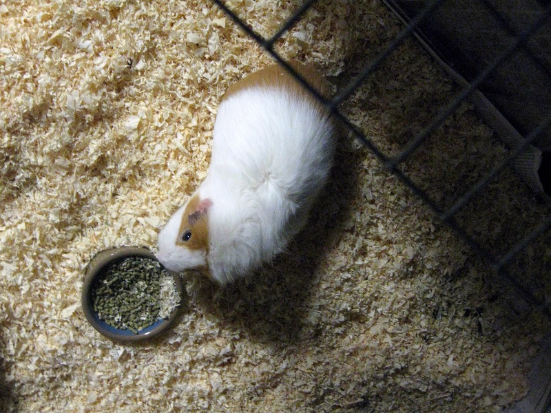 6 year old Guenea Pig; DISPLAY FULL IMAGE.