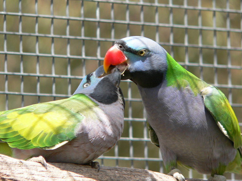 Derbyan Parakeet; DISPLAY FULL IMAGE.