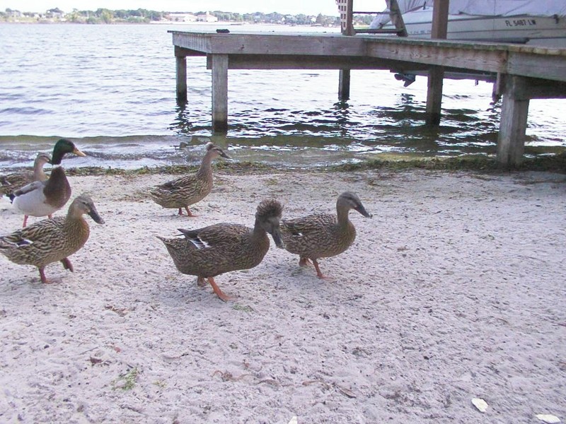 ducks; DISPLAY FULL IMAGE.