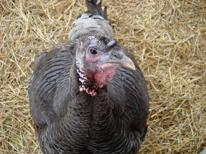 turkey; DISPLAY FULL IMAGE.
