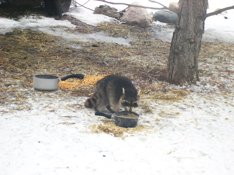 baby raccoon; DISPLAY FULL IMAGE.