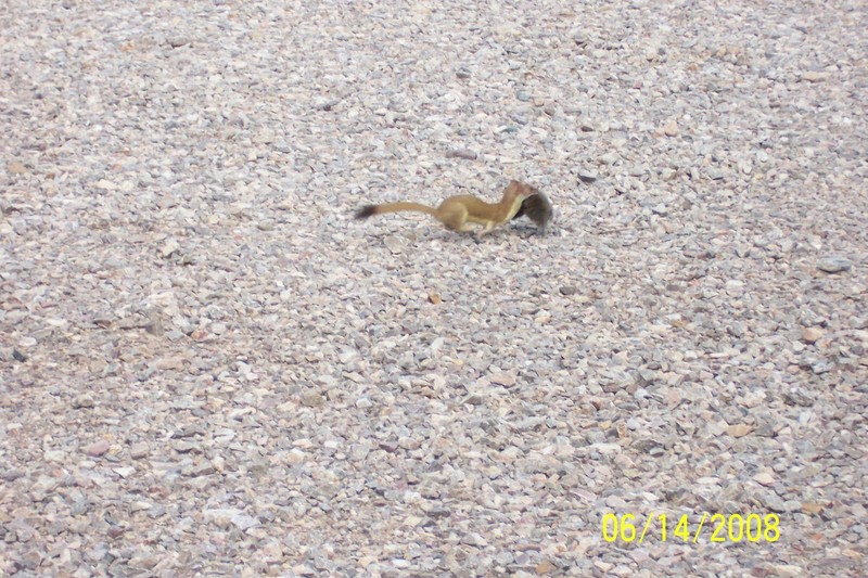 Our Weasel; DISPLAY FULL IMAGE.