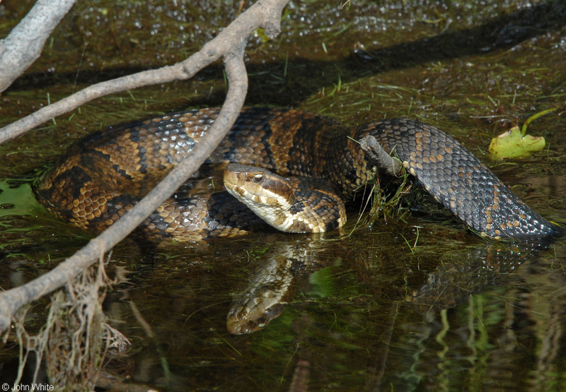 Eastern Cottonmouth (Agkistrodon piscivorus piscivorus); DISPLAY FULL IMAGE.