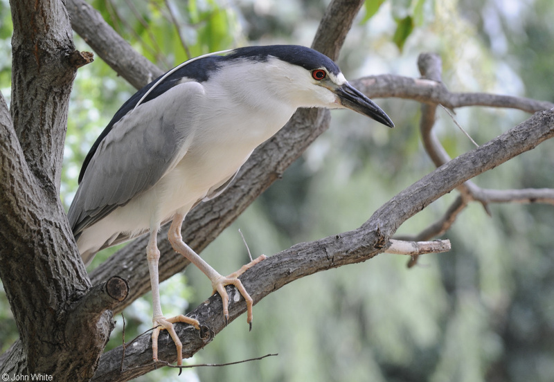 Black-crowned Night-Heron (Nycticorax nycticorax); DISPLAY FULL IMAGE.