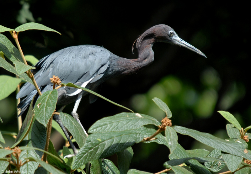 Little Blue Heron (Egretta caerulea); DISPLAY FULL IMAGE.