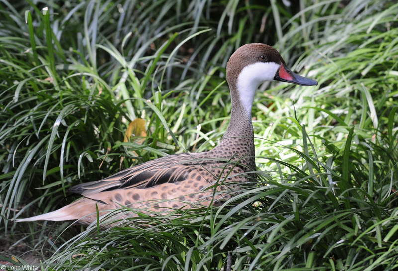 White-cheeked Pintail (Anas bahamensis); DISPLAY FULL IMAGE.