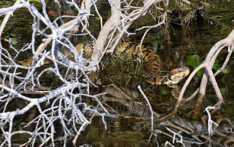 Eastern Cottonmouth (Agkistrodon piscivorus piscivorus); DISPLAY FULL IMAGE.