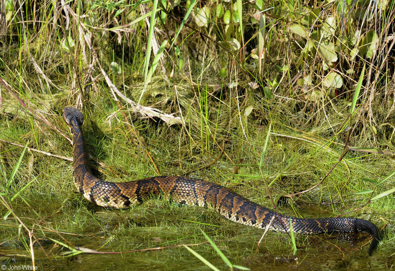 Eastern Cottonmouth (Agkistrodon piscivorus piscivorus); DISPLAY FULL IMAGE.